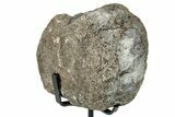 Fossil Hadrosaur Caudal Vertebra w/ Metal Stand - Texas #250261-1